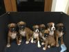 Kc Reg Pedigree Boxer Puppies