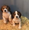 Tri Coloured Beagle Pups 2 Left