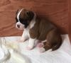 Boxer Puppies Available for Sale