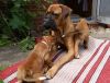 Energetic, Friendly Boxer Puppies Ready Now