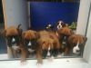 Kc Reg Boxer Puppies For Sale.