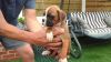 Boxer Puppies Ready Now