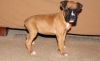 Home / Potty Trained Boxer Puppies For Sale
