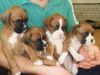 Top quality boxer puppies