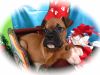Boxer Puppies. Males Great with Kids!