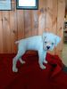 Amazing Male/Female Boxer Puppies Now Ready