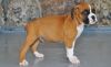 Beautiful Boxer Puppies For Sale Now