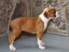 Cute Male/Female Boxer Puppies available