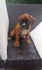 Obedient Lovely Boxer Puppies