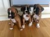 males and females Boxer puppies for adoption