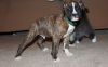 Beautiful Boxer Puppies For Sale