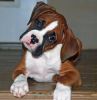 Beautiful Male and Female Boxer Puppies for sale