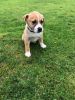 Funny and beautiful Boxer-Labrador