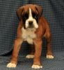 Red and White Boxer Puppies