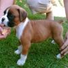 Gorgeous boy and girl Boxer puppies - AKC Registered