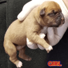 Female Boxer puppies born 1/4/18, we are accepting deposits. Will be r