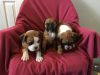 Pure Breed Boxer puppies