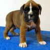 Gorgeous Boxer puppies available for sale