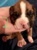 AKC registered Boxers