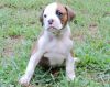 AKC Boxer Puppy - Female - Roxanne