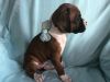 Boxer Puppy Miss Ellle