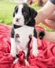 Beautiful Male and female boxer puppies