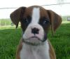 Two nopw aavailable Red and White Boxer Puppies