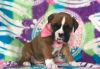 Good Boxer Puppies For Sale