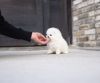 Gorgeous White Pomeranian Puppies For Sale