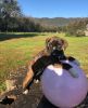 AKC registered Boxer Puppies Fawn/Red