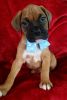 Beautiful Boxer Puppies for sale