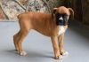 Beautiful Boxer Puppies for sale