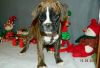 Euro Bloodlines Brindle Male and Female Boxer Puppies