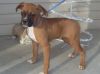 Tail Docked Male and Female Boxer Puppies