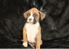 We have 6 beautiful boxers ready jan 30