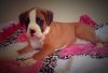 Male and female boxer puppies