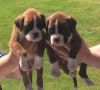 Buy Boxer puppies online | Boxer puppies for sale | where to find boxe
