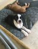 Home Raised Boxer Puppies Ready For Sale. Text (xxx) xxx-xxx2