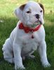 AKC White Boxer Puppies For Sale. TEXT (xxx) xxx-xxx2