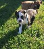 Healthy Home raised Boxer puppies available