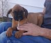 Fawn female Boxer Puppies