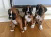 Beautiful AKC Boxer Puppies. Contact us at +1(4xx) xx8-0xx4