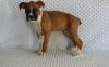 Adorable Boxer puppies For Sale.