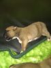 Rehoming Boxer puppies