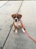 Male boxer puppy 7 weeks old