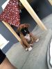 9 Week Old Female Boxer Puppy