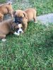 Boxer Pups for sale