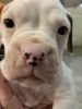 3white male AKC boxers puppies 1 Brindle female and one white female w