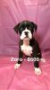 Adorable Boxer puppies for sale