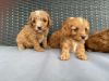 Lovely Cavapoo Puppies Available
